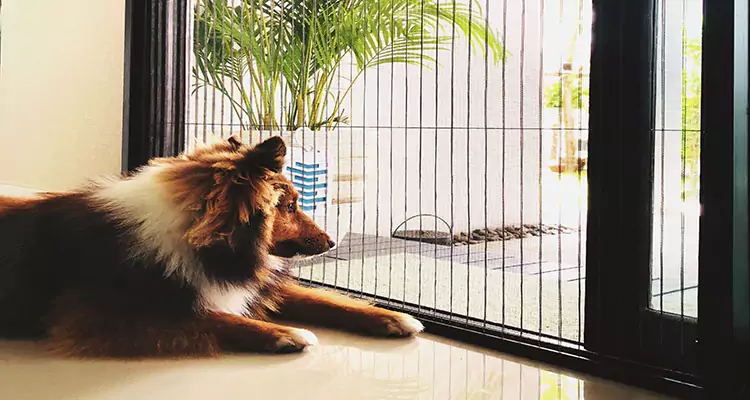 Sliding Screen Pet Door Repair in Doral, FL