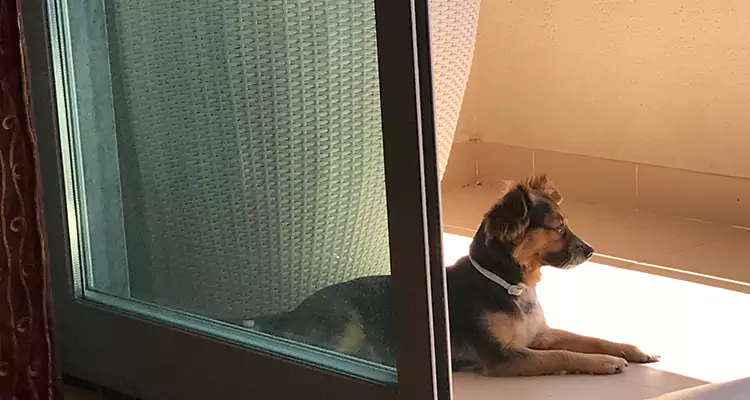 French Door Pet Screen Repair in Doral, FL